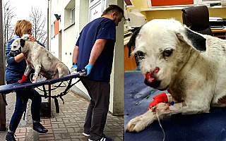 Odnaleźli się właściciele potrąconego na ul. Bałtyckiej psa. Czy policji uda się zatrzymać sprawcę?